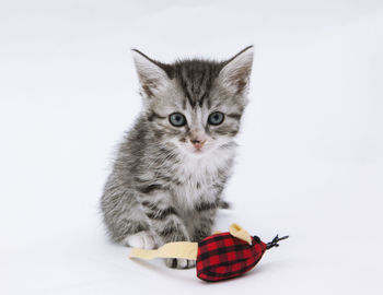 Portrait of cat against white background