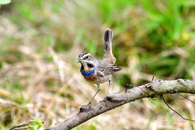 Close-up of bird perching on a tree