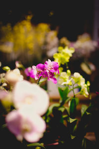 Close-up of pink flowers blooming outdoors