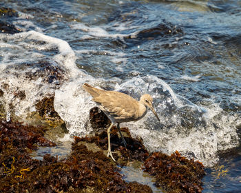 High -angle view of a willet foraging on a rocky shoreline.