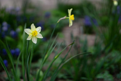 Close-up of purple flowering plant on field