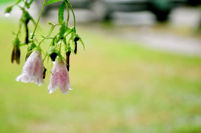 Close-up of wet purple flowering plant