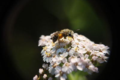 Close-up of bee pollinating on flower