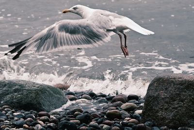 Seagull flying over sea