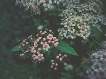 Close-up of pink flowers