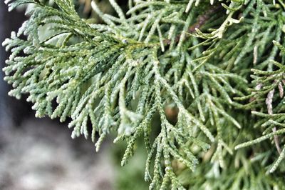 Close-up of pine tree