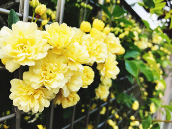 Close-up of yellow flowering plant