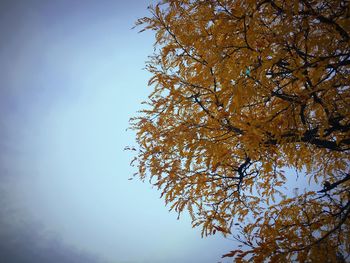 Low angle view of trees against sky