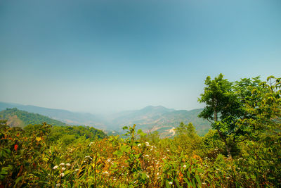 Plants and trees against clear sky