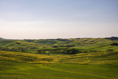 Scenic view of agricultural field against sky