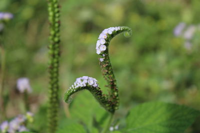 Close-up of purple flowering plant