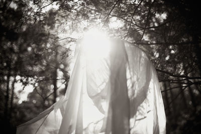 Low angle view of trees in forest
