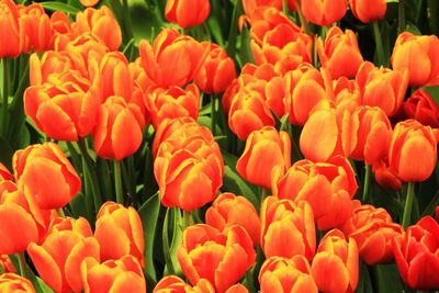 Full frame of red tulips