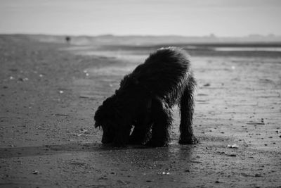 Dog on beach