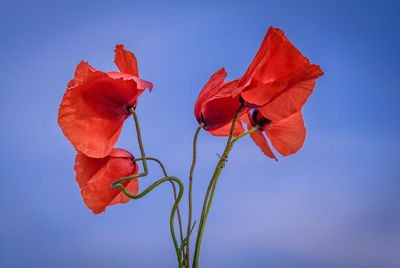 Close-up of red hibiscus blooming against sky