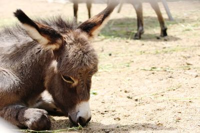 Close-up of a baby donkey on field