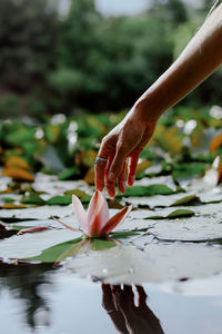 Cropped hand of woman holding plant