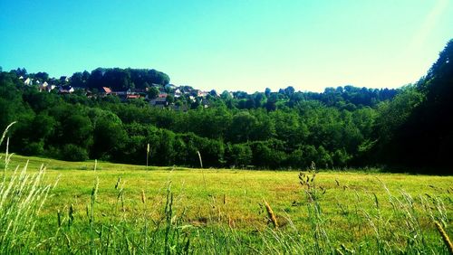 Scenic view of agricultural field against clear sky