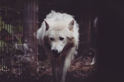 Portrait of a dog in zoo