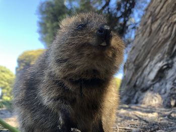 Close-up of an animal looking away