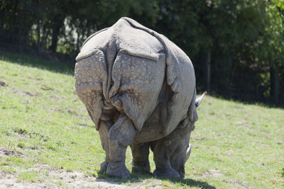 Rhinoceros grazing on field