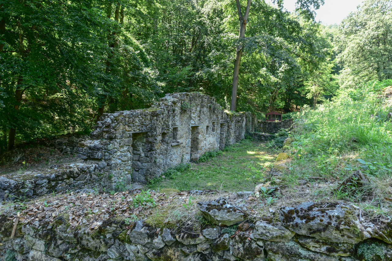 PLANTS GROWING ON OLD STONE WALL IN FOREST