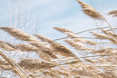 Dry reed on the lake, reed layer, reed seeds. golden reeds on the lake sway in the wind 