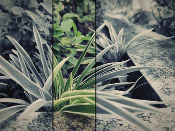 Close-up of potted plant leaves on field