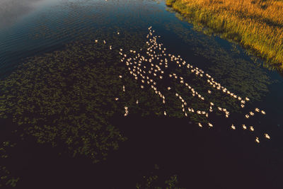 High angle view of pelicans by lake