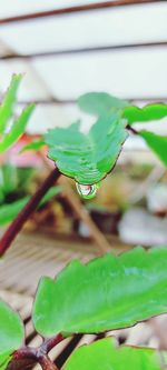 Close-up of raindrops on leaf