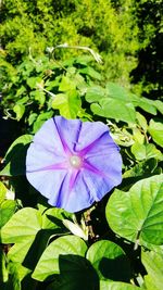 Close-up of purple flowers