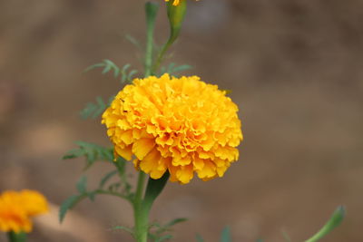 Orange marygold blooming - image