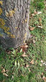 High angle view of dead tree on field