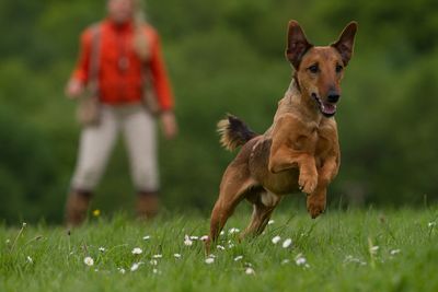 Dog on grassy field