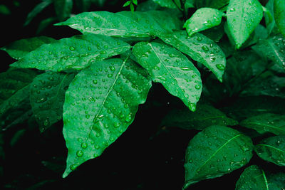 Close-up of wet plant leaves during rainy season