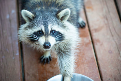 Raccoon reaching for food