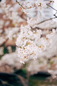 Close-up of white cherry blossom tree