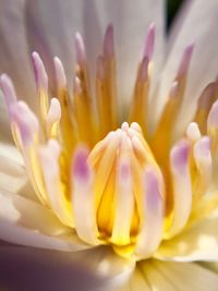 Close-up of pink flower