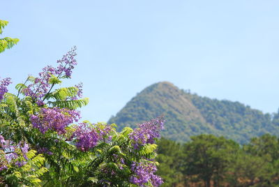 Close-up of pink flowering plant against clear sky