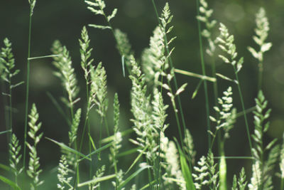 Close-up of fresh green plants