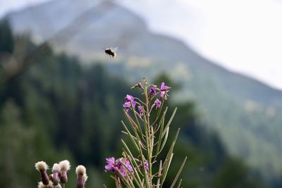 Close-up of bee pollinating on flower