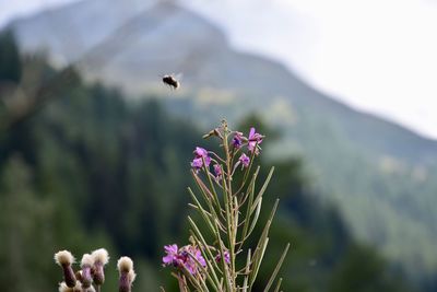 Close-up of bee flying by flowering plant