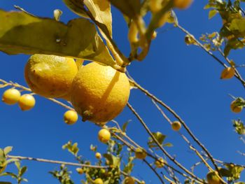 Low angle view of fruits on tree against sky