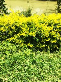Yellow plants growing outdoors