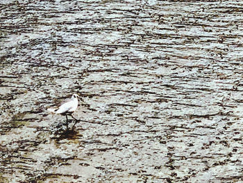 High angle view of bird perching on land