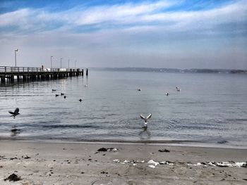 Birds flying over beach against sky