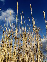 Low angle view of stalks in field against blue sky