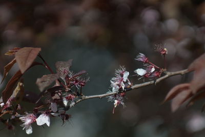 Close-up of flowering plant
