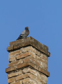 Low angle view of bird on tower against clear blue sky