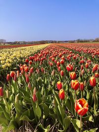 Scenic view of flowering plants on field against clear sky